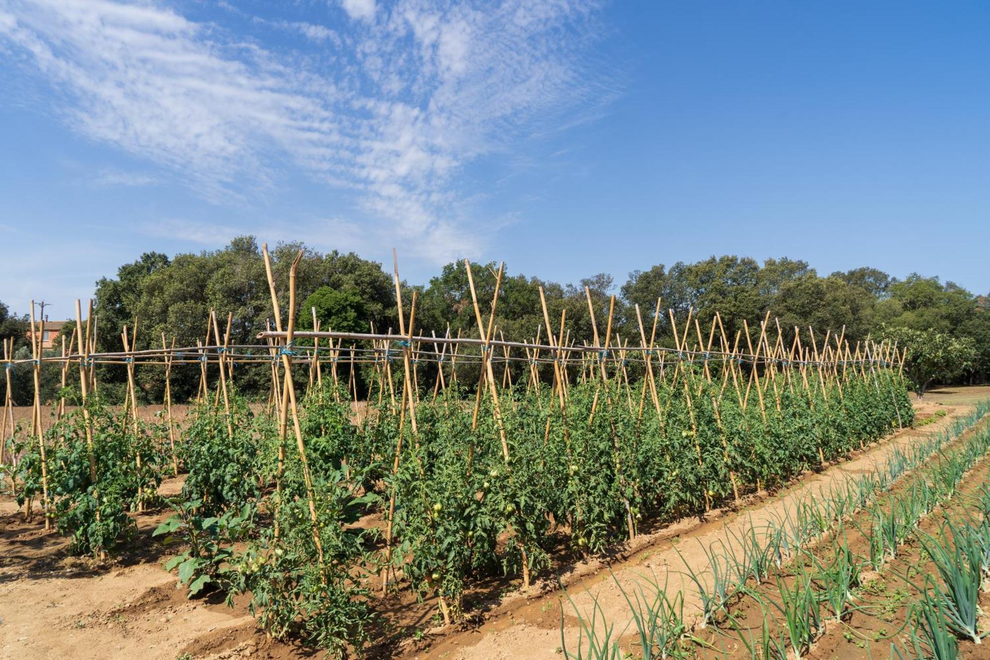 Masia Rural Can Poch Pals Exterior foto